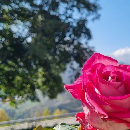 Lo Noyer Et Les Roses Bed & Breakfast Saint-Nicolas